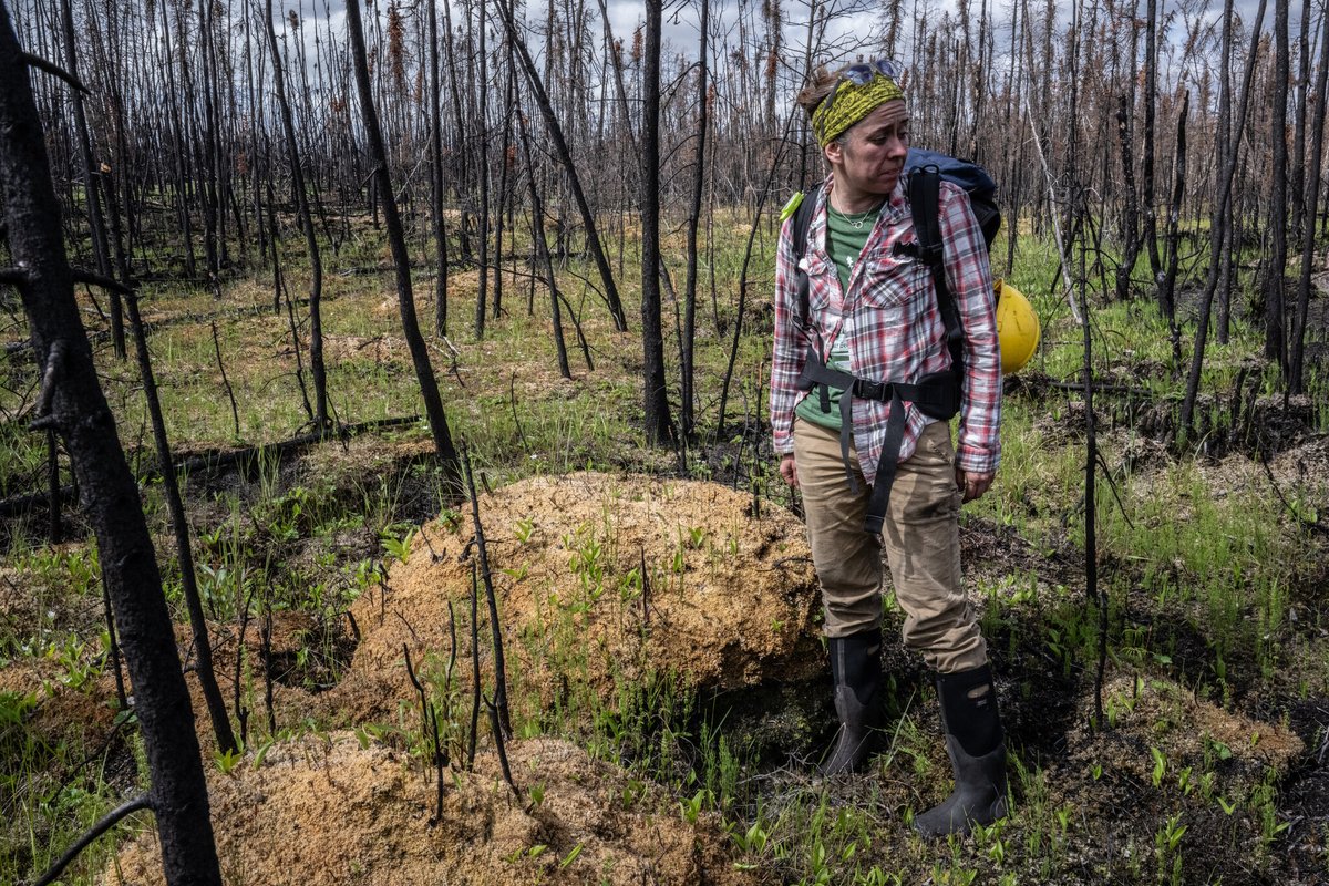 Journalists from the New York Times followed Laurier Professor Jennifer Baltzer and her students into a scorched forest in the Northwest Territories to report on their research. Learn more: nytimes.com/interactive/20…

Photo credit: Bryan Denton, New York Times