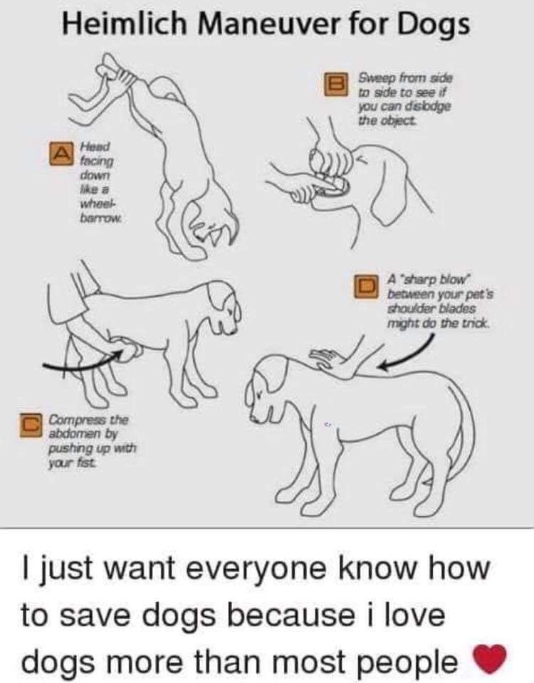 For all you dog lovers out there