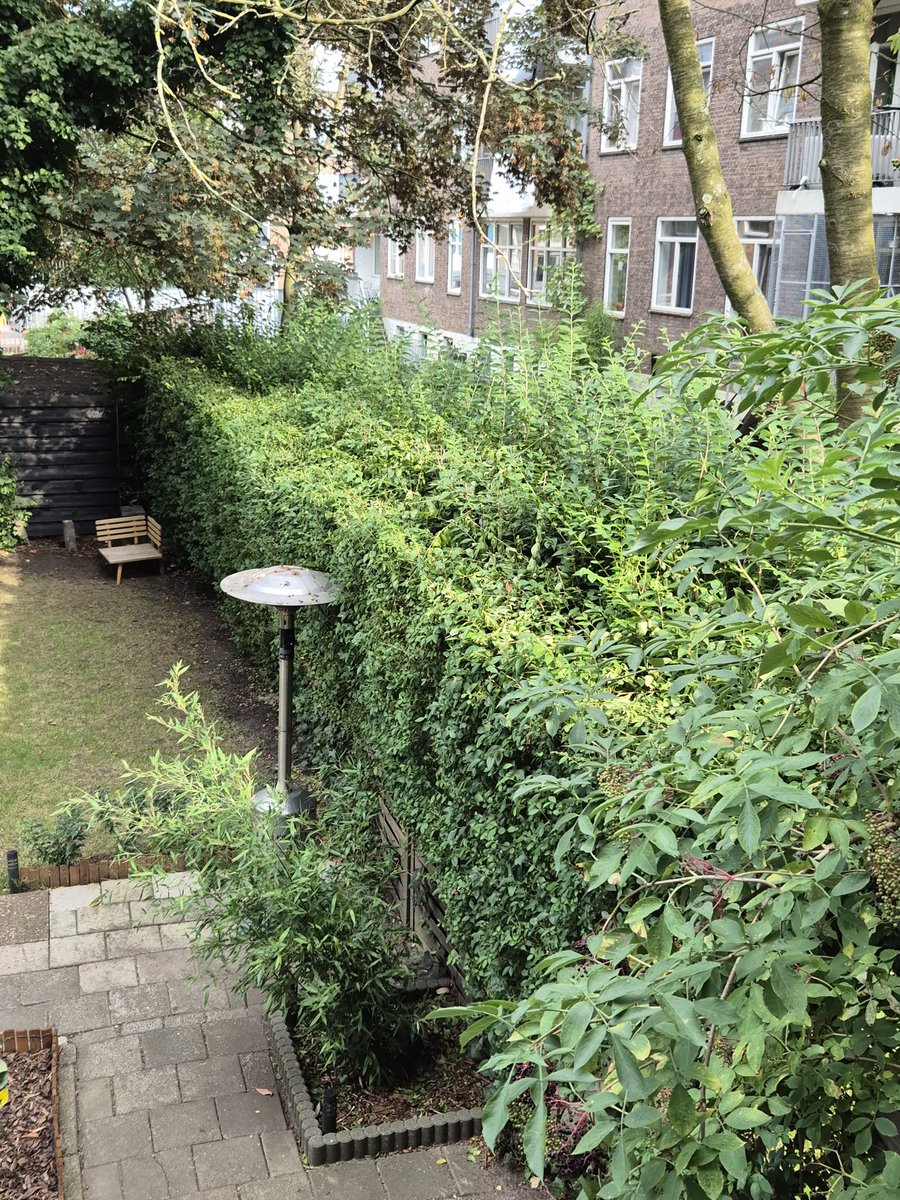 Daan Koopen tweet media