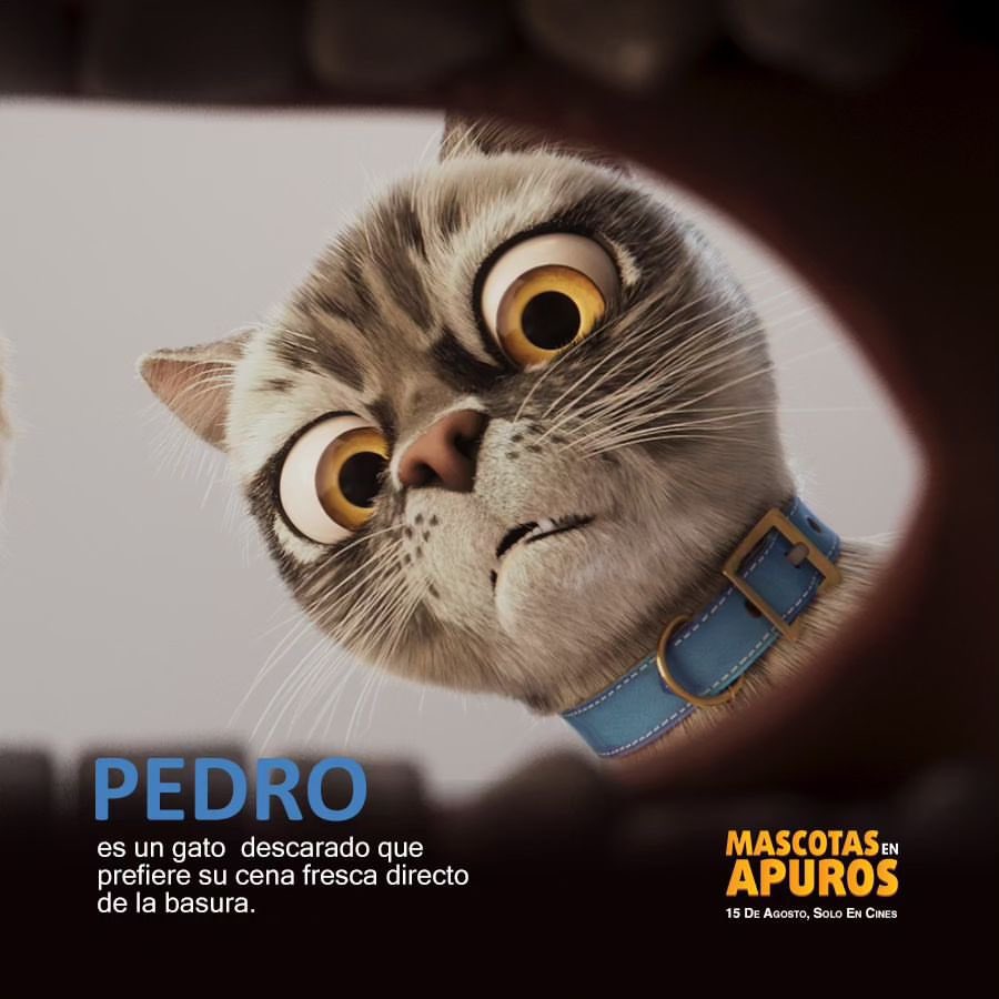 CinesUnidos's tweet photo. En DOS DÍAS Gracie y Pedro llegan a nuestras salas 🎞️🤩

¿Listo para seguir sus huellas? 🐾🎬

#MascotasEnApuros se estrena este 15 de agosto https://t.co/xkMj80BdTe