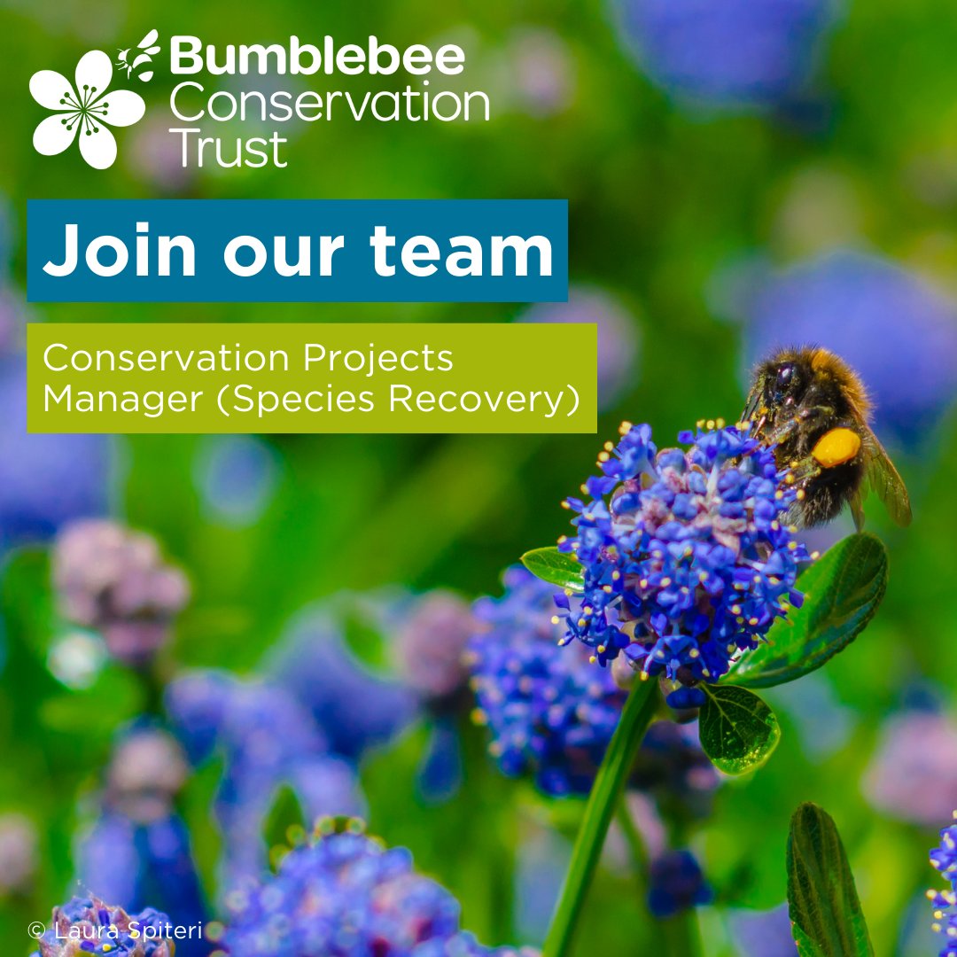 We are looking for a Conservation Projects Manager (Species Recovery) 🐝 

🕒 Part-time, permanent position
📍 Home-based with frequent travel

Make a beeline for our vacancy page for the full details 👉 ow.ly/XtJb50SVE9L