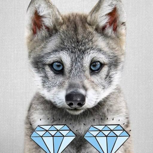 hotronixs's tweet photo. @HopiumPapi It's true. But if people stay together as a pack, there is a much better chance of winning. Awoooooo $HOWLY #solwolfpack https://t.co/T1q7OgwvEs