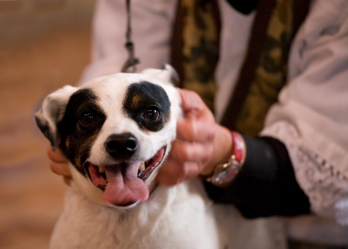 How have animals influenced worship in 20th-century Britain? 🕊️ From pets to wildlife, explore how all God's creatures have contributed to prayer and worship. 🐾

Read more: sarx.org.uk/articles/chris…

#Christianity #AnimalsInChurch #UKHistory #FaithAndNature