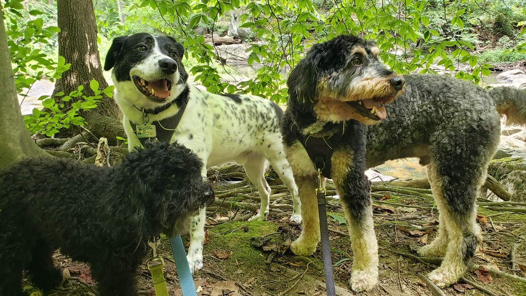 Pant_and_Wag's tweet image. Socialization helps dogs become well-adjusted, happy pups. Pant &amp;amp; Wag always gives the pups extra time to play, sniff, and gossip with each other!

#georgetowndogs #dogsofgeorgetown #dcdogs #georgetown #dogadventures #dogfitness #pantandwag #doghikes #dogfriends #socialization