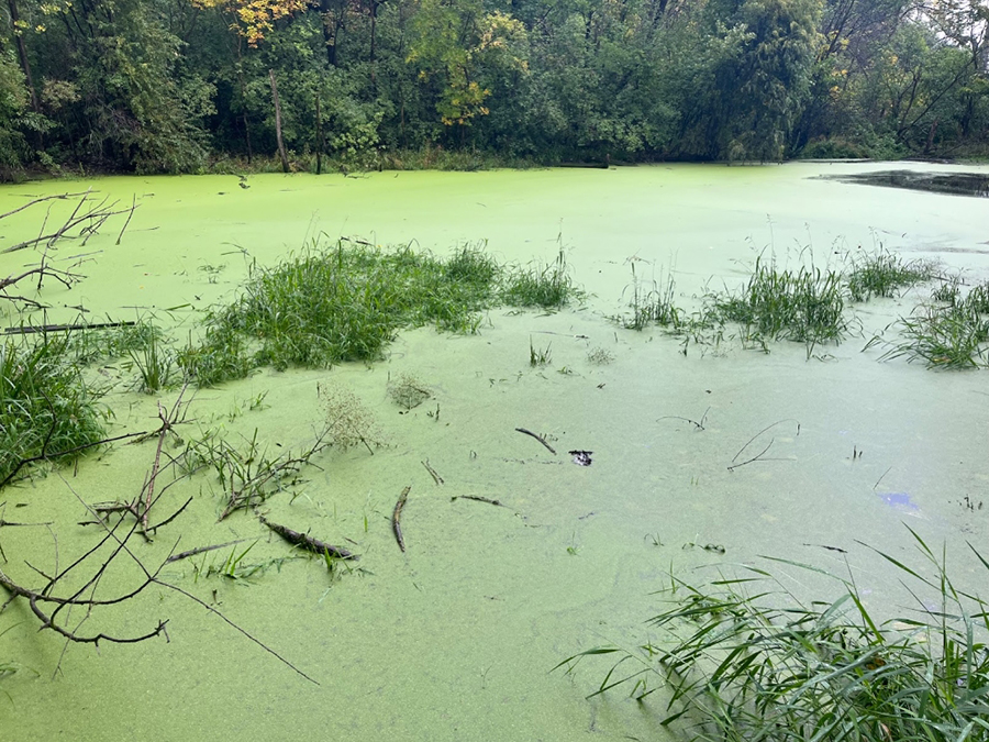 UMNCEGE (@umncegetweets) on Twitter photo Algal blooms like it HOT!
Bill Arnold's <a href="/billarnold_mn/">Bill Arnold</a> lab seeks to understand how the cascading effects of climate change will affect the persistence of harmful algal blooms and cyanotoxins in Minnesota waters.
Funded by the Minnesota Water Research Fund.
<a href="/umn/">🧸</a> <a href="/UMNCSE/">College of Sci & Eng</a> <a href="/saflumn/">St Anthony Falls Lab</a> Algal blooms like it HOT!
Bill Arnold's <a href="/billarnold_mn/">Bill Arnold</a> lab seeks to understand how the cascading effects of climate change will affect the persistence of harmful algal blooms and cyanotoxins in Minnesota waters.
Funded by the Minnesota Water Research Fund.
<a href="/umn/">🧸</a> <a href="/UMNCSE/">College of Sci & Eng</a> <a href="/saflumn/">St Anthony Falls Lab</a>