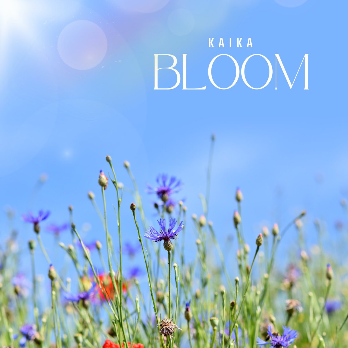 どっちがお好きですかっ