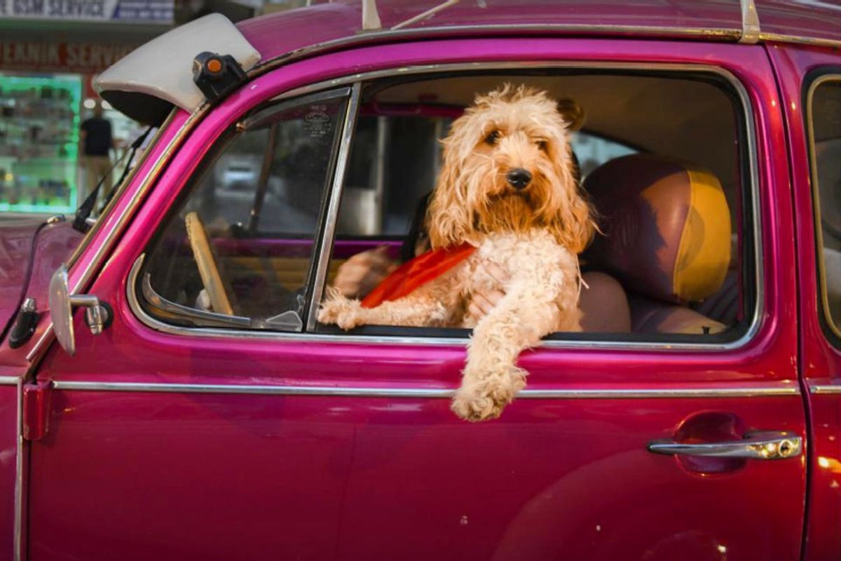JairoPavao's tweet photo. Parece que o Fusca ganhou um novo piloto! 🚗🐾 Espero que ele tenha carteira de habilitação canina... 😂
#CãoPiloto #UberPet #ViagemInusitada https://t.co/LbClDyxGwu