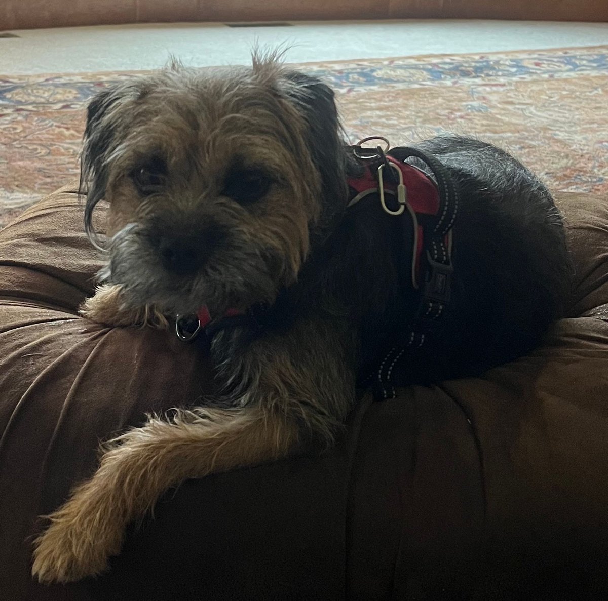 missscoutthedog's tweet photo. I’m living my best life at my friend Dawn’s this week. 
#borderterrierposts #btposse #borderterrierlove #borderterrierofinsta  #borderterrierpuppies #borderterrierlovers #borderterrierlover #borderterrierswithattitude  #bt #btposseofinstagram #borderterrier https://t.co/HyF5UINjaU
