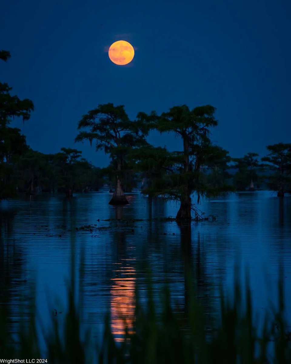 Cypress_Info's tweet photo. Enjoy the beauty found in nature.
Photo by @wright_shot_gallery
#TreeTuesday #SouthernCypress #cypress #cypresstrees #baldcypress #baldcypresstrees #RealAmericanHardwood #AmericanHardwoods #nature #naturephotos #naturepics #landscapephotos #landscapepics #treephotos #treepics https://t.co/hNMGb4ceeC