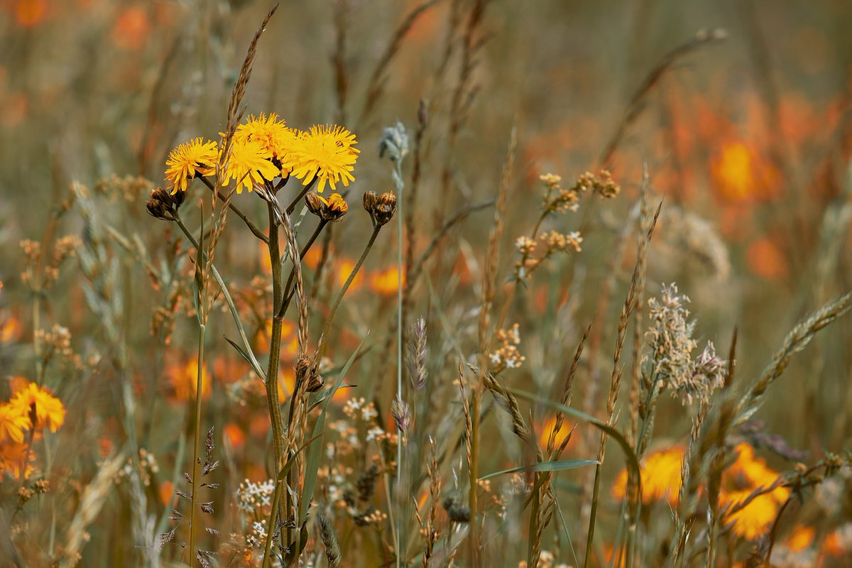 Come join our Roadside Verge Volunteer group next week on Tuesday 20th, 10-12 at the Cross Roads in Bishop's Castle, where we'll go on to  Bow House Farm. We'll train you in cutting and raking our meadows. Keep your eyes peeled for wildlife, and any meadow-seed we can pilfer!