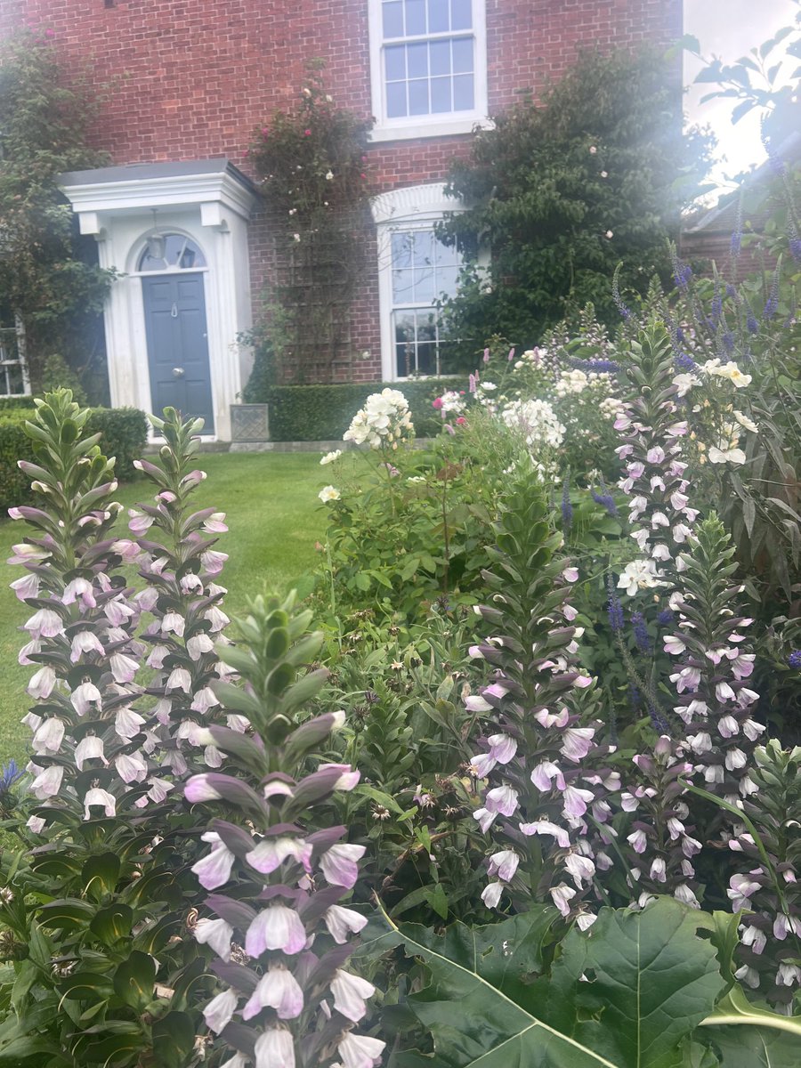 GardenerFliss's tweet photo. The thorns on these Acanthus are huge, I only know this as I have bent over to do some weeding next to them, consider me to be a Health and safety public announcement service today on this one…. Ouchhhhh 😂😂😂 @GWandShows #ouch #gardens #gardensofx # jeopardy https://t.co/r8Nt6u2deF