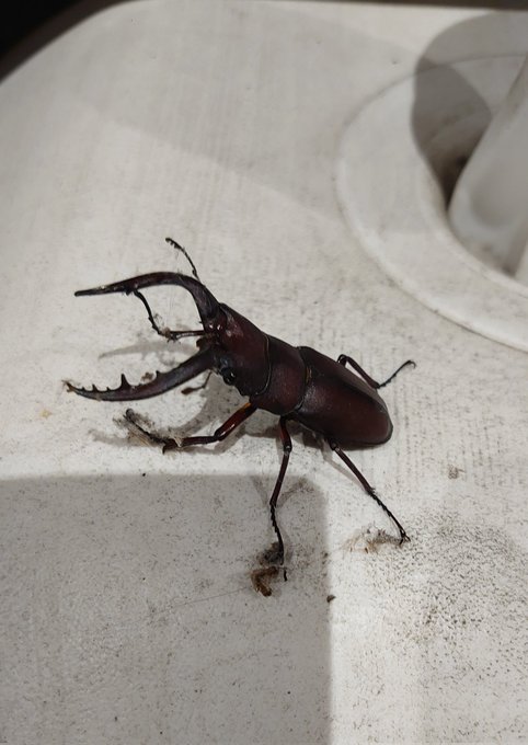 ノコギリだぁぁあ!! 