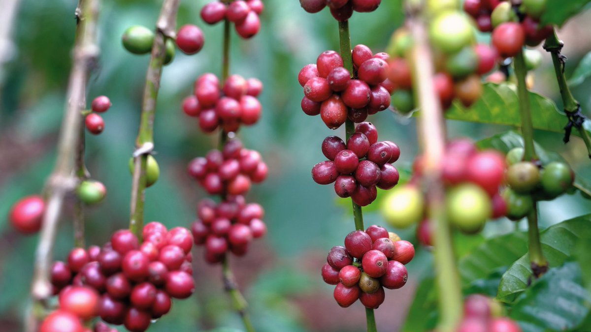 Genuine Origin Green Coffee tweet media