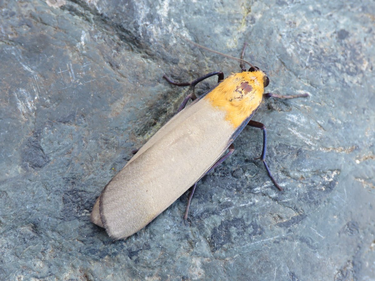 Moonlighting in VC10. Feels like cheating when compared to the home patch in VC64. Radford's Flame Shoulder, Rosy Footman, Four-spotted Footman 💚🦋