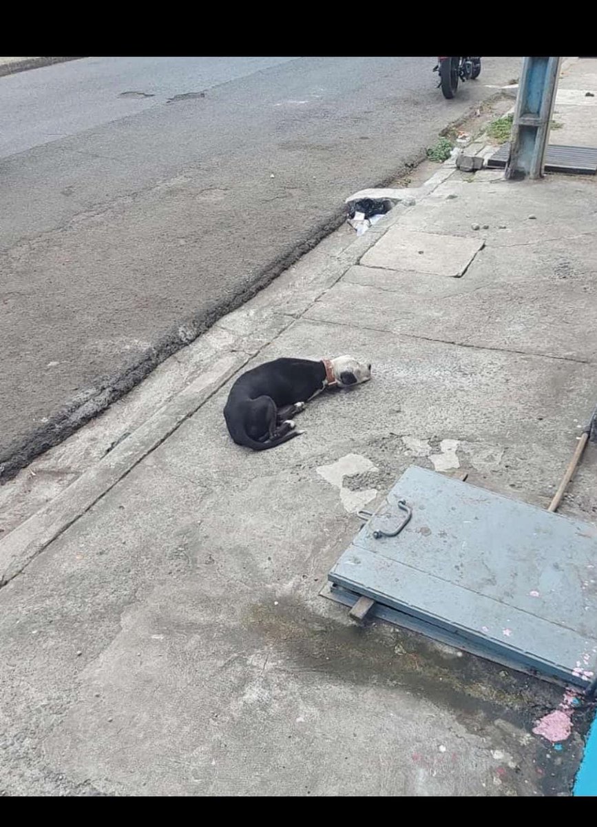 Eky531's tweet photo. Saludos,
Este perrito se encuentra en la calle, es agredido por algunas personas malas del sector, se encuentra afuera de CONSTRUCONFOR S.A en duran cuidadela mutualista, por favor quien puede brindarle un hogar o ayuda para tener en un refugio sería perfecto. https://t.co/uMMgOozS3m