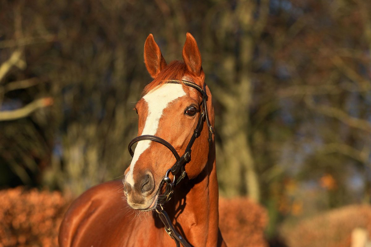 Dash Grange Stud tweet media