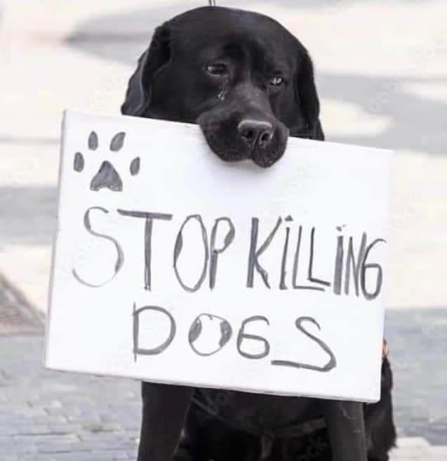 Gem_f_d_Tiere's tweet photo. STOPPT DEN MASSENMORD AN HUNDEN IN DER TÜRKEI!!!
TURKEY, SHAME ON YOU! 💔🐕🕯 https://t.co/lFSX51qnuS