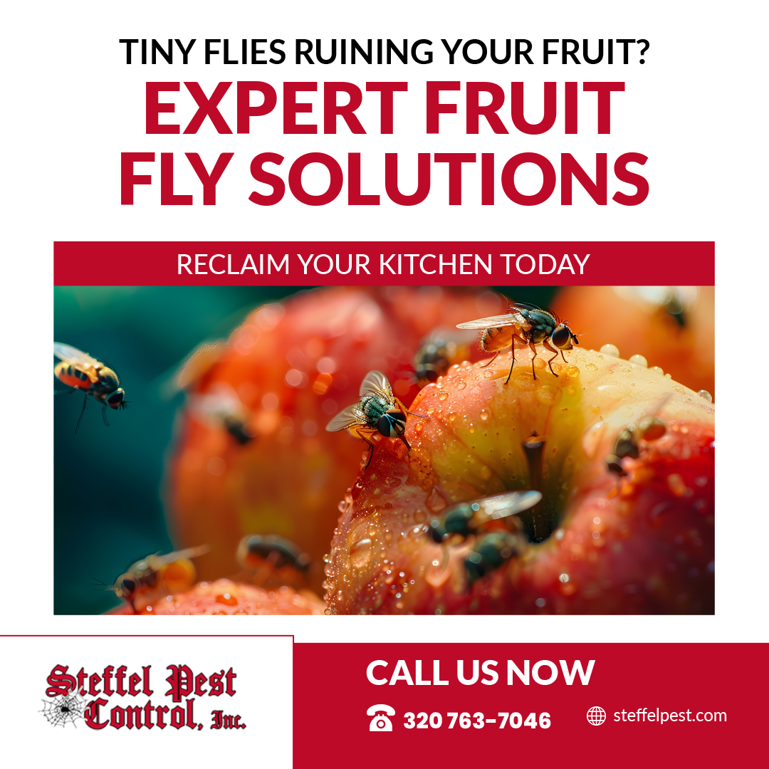 SteffelPestCon's tweet image. Fruit flies turning your kitchen into their playground? Steffel Pest Control offers effective solutions for fruit fly-free living. Protect your produce and peace of mind!

📞 (320) 763-7046 | 🌐 steffelpest.com

#FruitFlyControl #CleanKitchen #PestControl