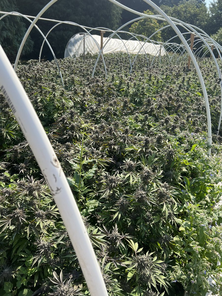 GalacticFarmer1's tweet photo. Field of dreams anyone? #Cannabis #Regenerative #Terroir #LightDep #NativeSoil #Sungrown #Jadam #Indica #Sativa #LemonCherryGelato https://t.co/n5pHNtZJVg