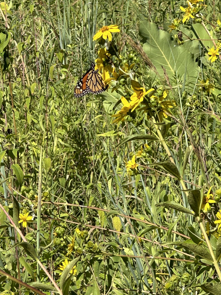 RickPlatt's tweet photo. Pollinators and butterflies like our Ohio-Native Meadow. #QualityofWorkLife https://t.co/kkJSB7F6Ck