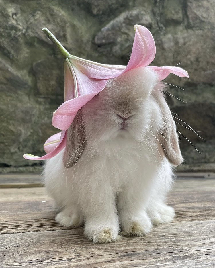 bunny with a flower hat 🐰🌸