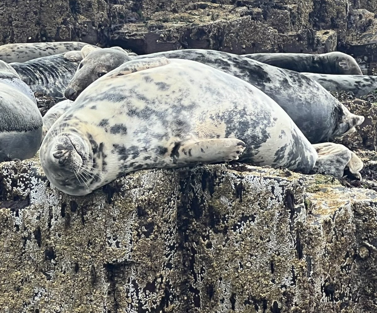 BDMLR Northumberland (@bdmlrnland) on Twitter photo Let sleeping seals lie
🦭💕🦭💕🦭
#Northumberland #seals #camouflage #BillyShielFarneIslandBoatTrips
<a href="/farnesdiving/">William Shiel</a>
<a href="/BDMLR/">BDMLR</a>
<a href="/discovernland/">Discover Northumberland</a>
<a href="/VisitNland/">Visit Northumberland</a> <a href="/VisitEngland/">VisitEngland</a> <a href="/NorthWildlife/">Northumberland Wildlife Trust</a> Let sleeping seals lie
🦭💕🦭💕🦭
#Northumberland #seals #camouflage #BillyShielFarneIslandBoatTrips
<a href="/farnesdiving/">William Shiel</a>
<a href="/BDMLR/">BDMLR</a>
<a href="/discovernland/">Discover Northumberland</a>
<a href="/VisitNland/">Visit Northumberland</a> <a href="/VisitEngland/">VisitEngland</a> <a href="/NorthWildlife/">Northumberland Wildlife Trust</a>