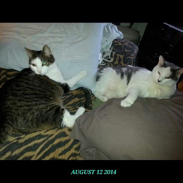 CatCheezeburger's tweet photo. #MeowMonday Memory
August 12, 2014.
My Boys: Tony Cat and Mr. Jingles
🌈Tony Cat
🌈Mr. Jingles
🌈Cheezeburger
🌈Cheeseburger
#catoftheday
#TonyCat
#MrJingles #CheezeburgerTheCat
#CheeseburgerTheCat
#catsofinstagram
#instagramcats
#RainbowBridge https://t.co/By2SaarQjk