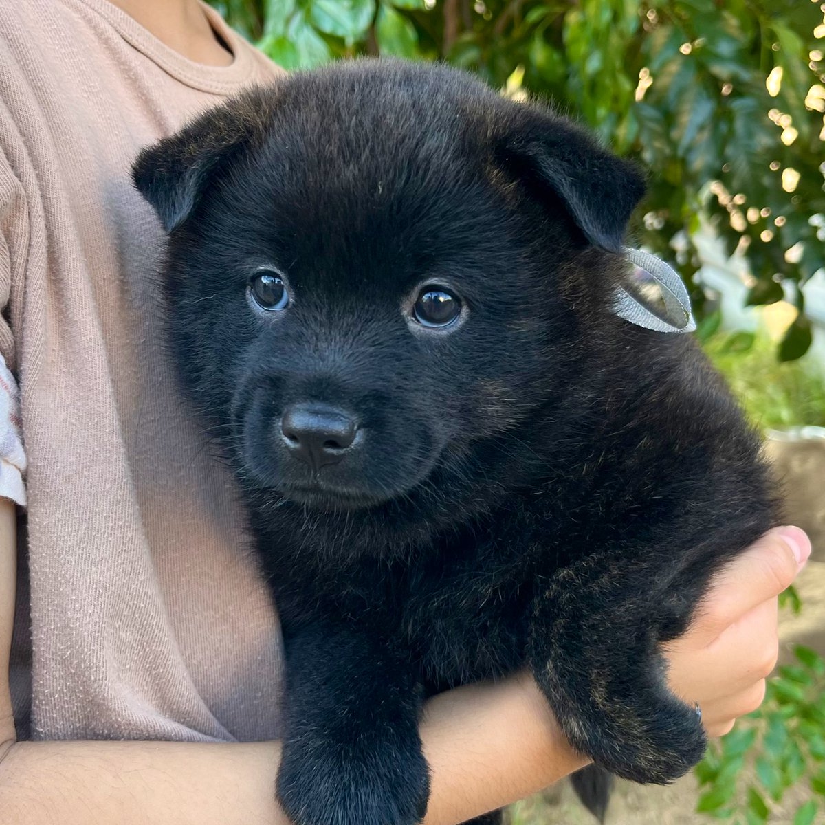 子どもが抱えると仔犬も大きく見える？！

min-breeder.com/dog2408-02402.…

#犬 #日本犬 #甲斐犬 #甲斐犬愛護会 #長州犬舎 #仔犬販売 #家族募集中 #みんなのブリーダー掲載中