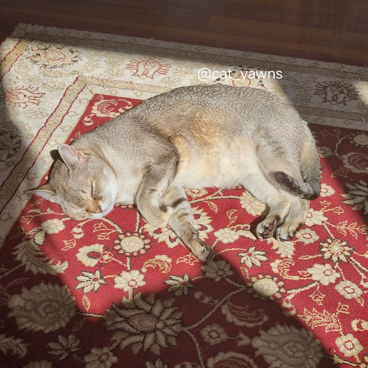 cat_yawns 𓃠 tweet media