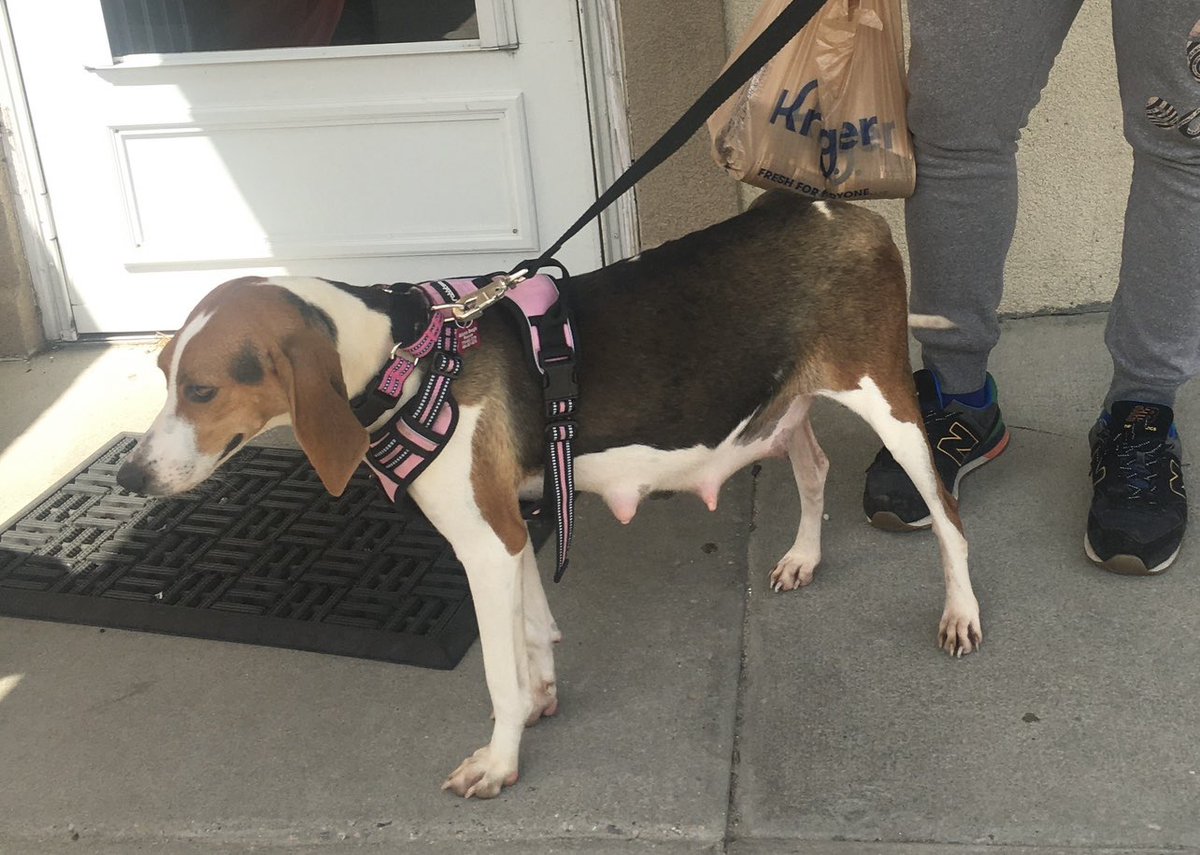 Pals!
Still time ta guess how many puppies Georgia is having!!!
We are having a contest taday through Wednesday!!!
All proceeds go to Georgia’s maternity care.
$5 donation n make a guess:
Number of puppies
Gender(s)
Average puppy weight (for tie-breaker)
Win a $50 <a href="/Bark_Beyond/">Bark & Beyond®️🇺🇸</a>