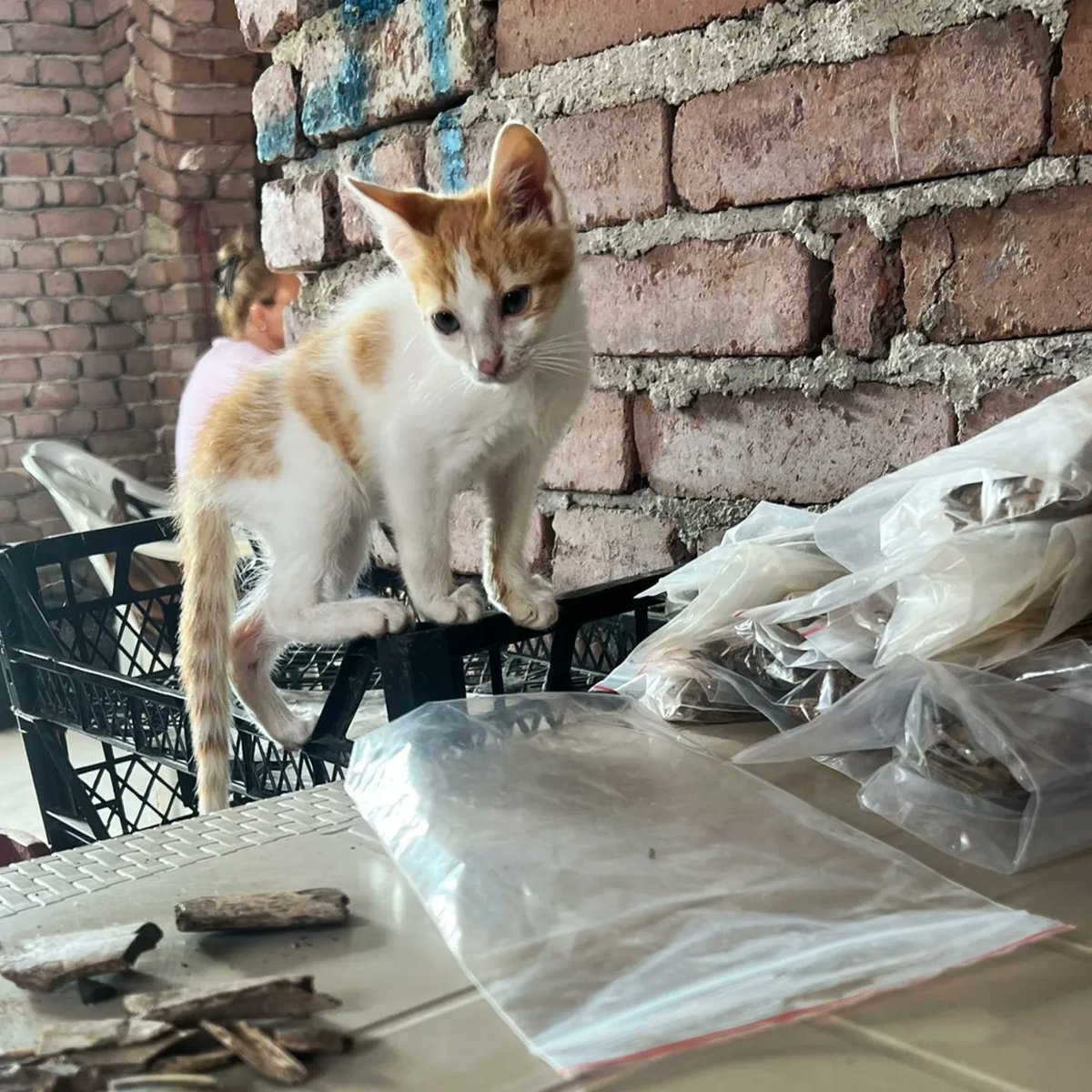 KorcaNeolithic's tweet photo. Excavationhouse kittens and companions Tuna &amp; Salmon/Sushi 😍😁
Both stayed with us for a while and are now going there own ways again. ❤️

Obviously they were very interested in archaeology! 🤓

#albania #excavation #kittens #animals #love #care https://t.co/YdFSe6qhZ6