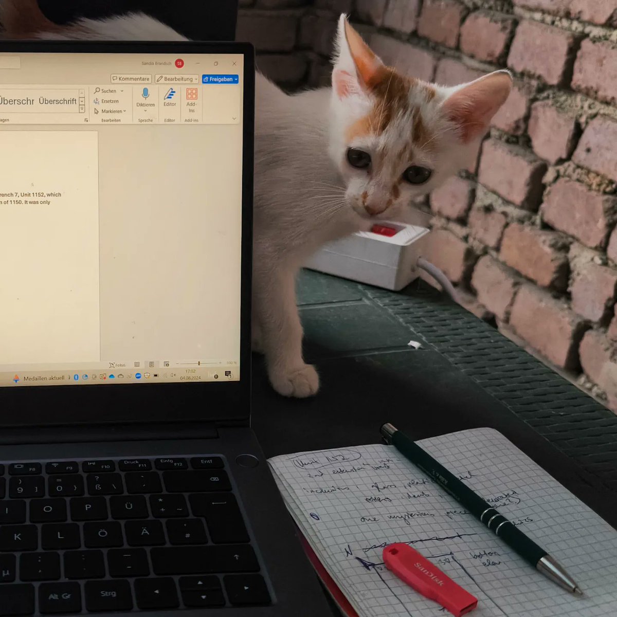 Excavationhouse kittens and companions Tuna &amp; Salmon/Sushi 😍😁
Both stayed with us for a while and are now going there own ways again. ❤️

Obviously they were very interested in archaeology! 🤓

#albania #excavation #kittens #animals #love #care