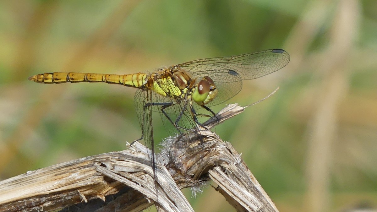 dananorak's tweet photo. Plenty of common darters and demoiselles down at @VerValleySoc this morning. https://t.co/rZU5GnDjjF