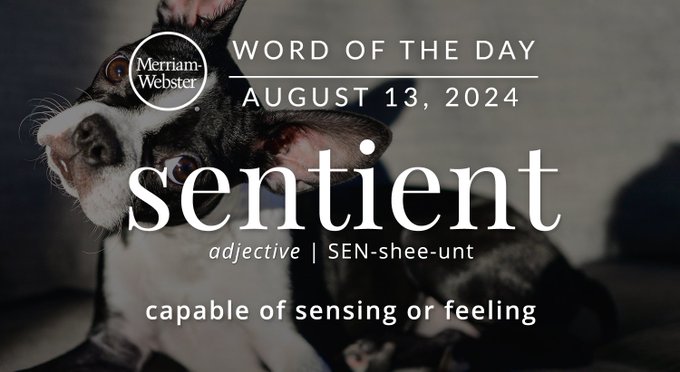 Merriam-Webster Word of the Day August 13, 2024 'sentient' adjective | SEN-shee-unt "capable of sensing or feeling" Background Image: A dog feeling something