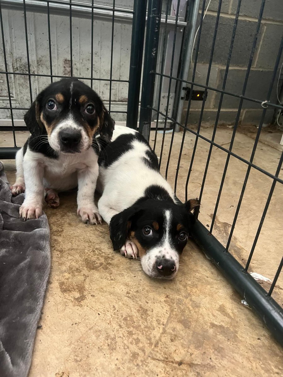 Adopt Polly or Lolly! Tribeagles.org/adopt