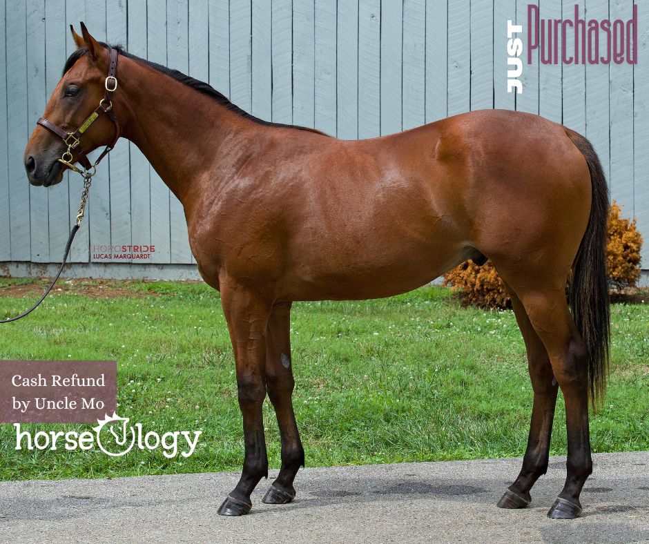 horse_ology's tweet image. Who's ready to get involved with Cash Refund '23? By the outstanding former juvenile champion, Uncle Mo! Email info@horseologyinc.com today. #pinhooking #yearling #unclemo #horseology
