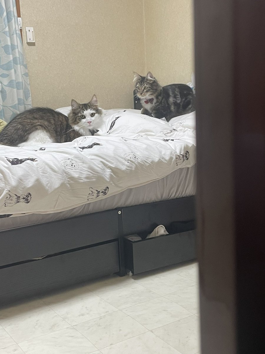 ジェラピケの布団カバーが気に入った猫たち
新品つけたばっかなんだから毛だらけにしないでくれ...