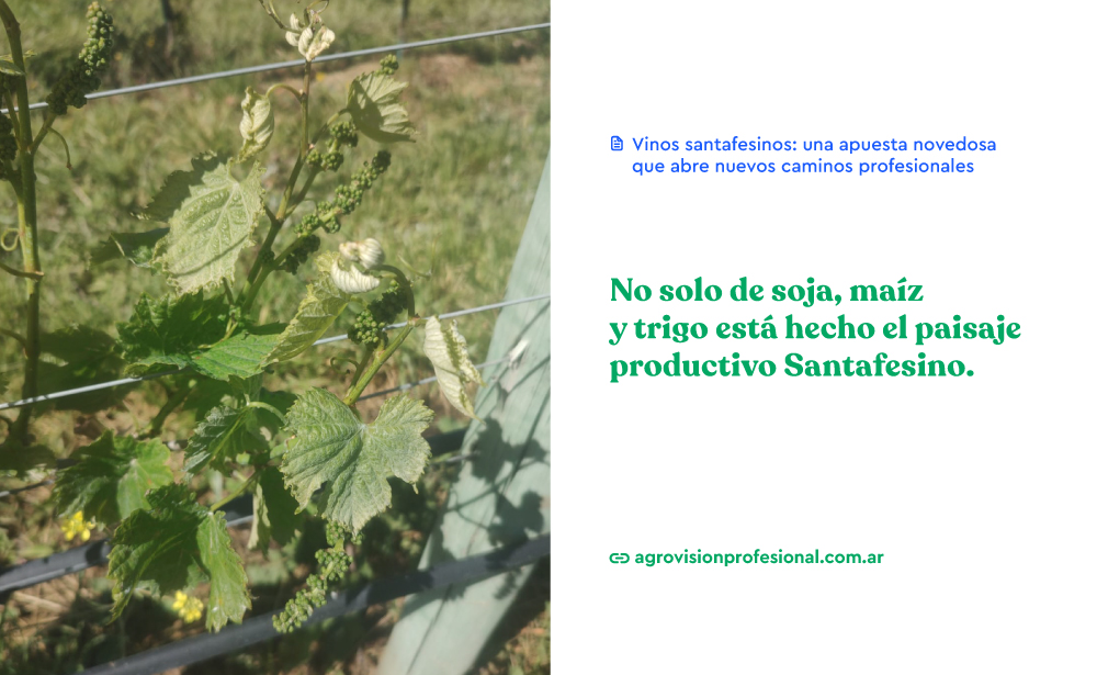 agrovisionprof's tweet photo. 🍇 La ingeniera agrónoma Griselda Quintero (MAT 82 40 330) apuesta a que la provincia pueda tener su propia identidad vitivinícola y que además sea una nueva ventana laboral para los profesionales de la agronomía a nivel regional.

https://t.co/zI9GipTkdx
#vinicola #enologia https://t.co/lUYhU7rJRP