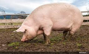 Arnaud Lemoine tweet media