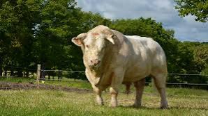 Arnaud Lemoine tweet media