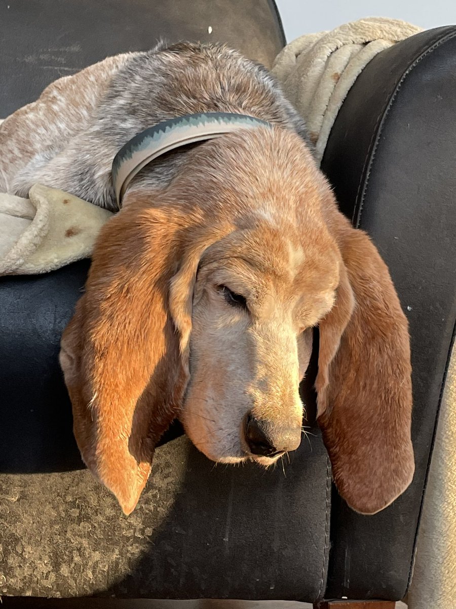 greentrinh1's tweet image. Copper does the hound dog hang when he is tired. #bassethound #dogtwitter #dogsofX #RESCUEONLY