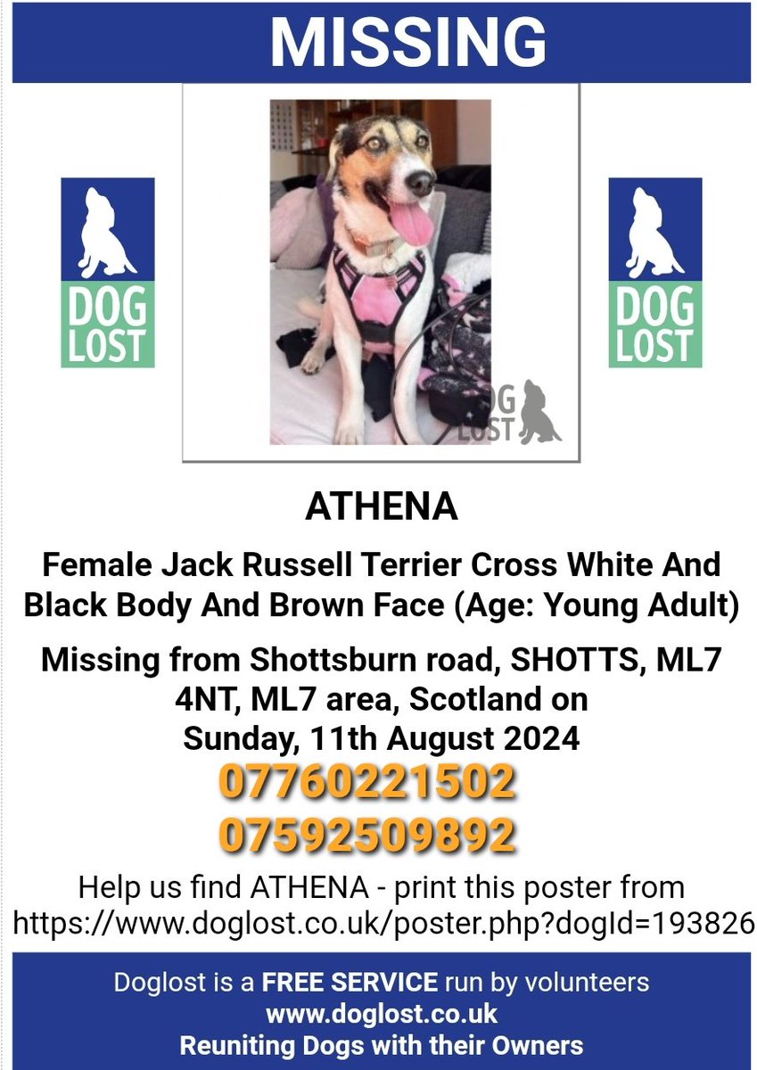 Missing Pets GB (@missingpetsgb) on Twitter photo ๐ Please look out #missing jack russell cross ATHENA.  She escaped the garden 11 Aug 2024 in Shottsburn road, SHOTTS #ML7 & was last seen on the shotts backroad. She is very timid & does not like men or shouting. Athena is chipped & spayed. If seen please call asap. ๐ Please look out #missing jack russell cross ATHENA.  She escaped the garden 11 Aug 2024 in Shottsburn road, SHOTTS #ML7 & was last seen on the shotts backroad. She is very timid & does not like men or shouting. Athena is chipped & spayed. If seen please call asap.