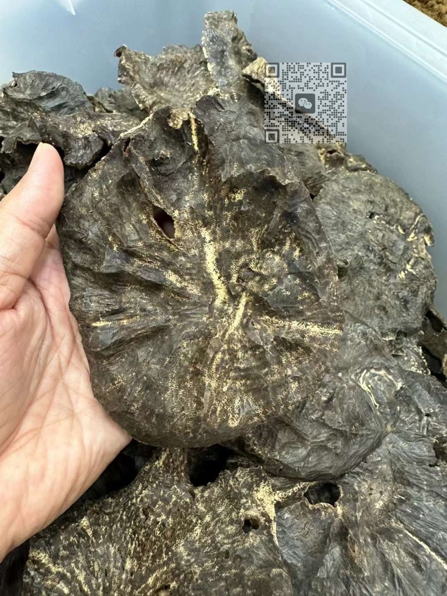 OUD_Valley_OUD's tweet photo. Hai Nan wild Agarwood OUD https://t.co/8bNsY7hM9l