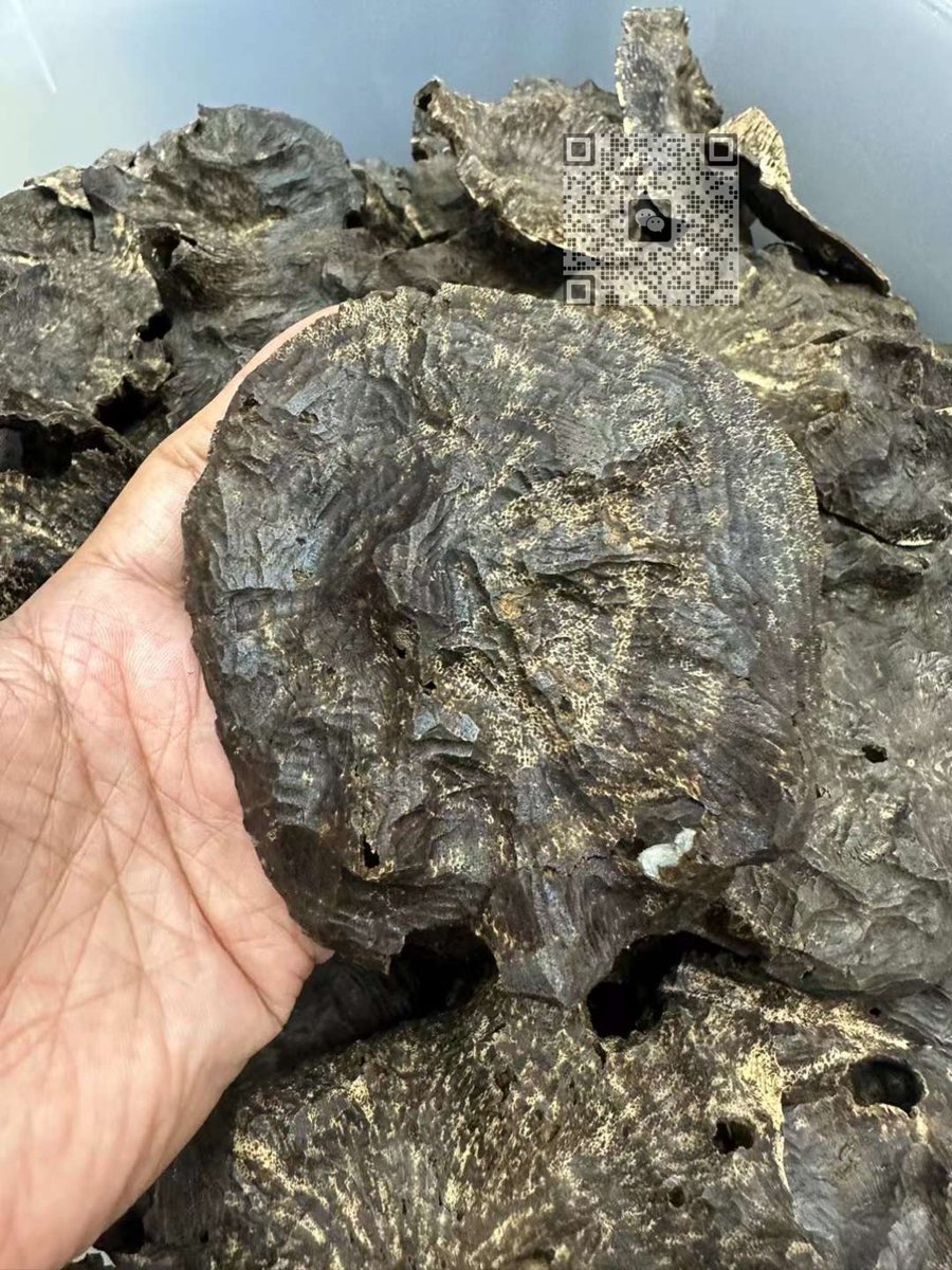 OUD_Valley_OUD's tweet photo. Hai Nan wild Agarwood OUD https://t.co/8bNsY7hM9l