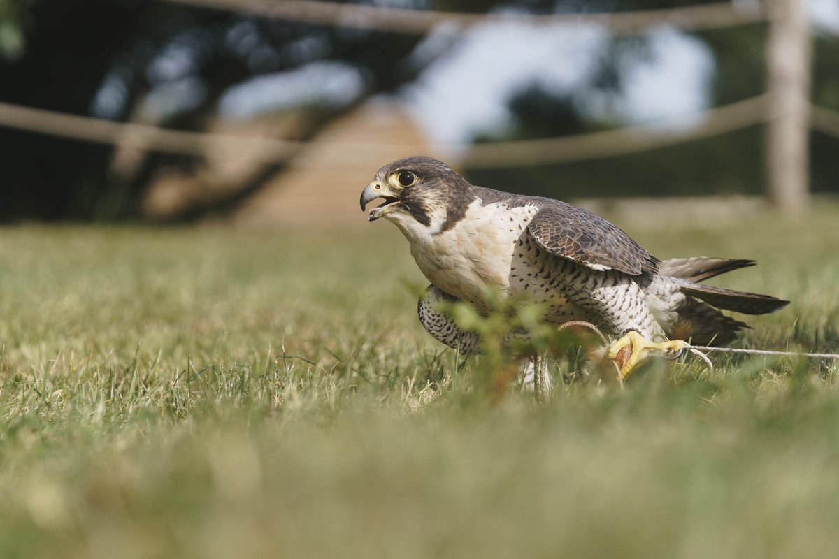 Elliot_Manarin's tweet image. One speedy boi 
#photography #sony #peregrine #birds
