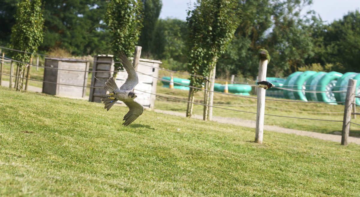 Elliot_Manarin's tweet image. One speedy boi 
#photography #sony #peregrine #birds