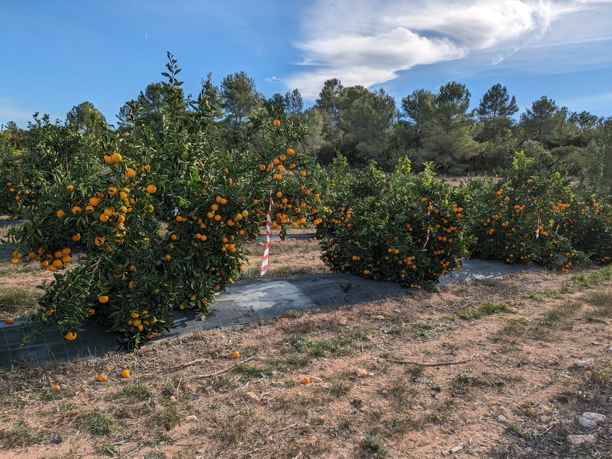 DigitalRiego's tweet image. Hemos mejorado un  🔟% la huella 👣 hídrica 🥤AZUL🟦 (vinculada al consumo de agua de riego) con las siguientes estrategias del proyecto @DigitalRiego financiado @GVAavi: 🍊Riego deficitario controlado + 🫒Riego subterráneo +🥦🍉Modelos de riego adaptados (kcb, ke...).