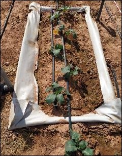 DigitalRiego's tweet image. Hemos mejorado un  🔟% la huella 👣 hídrica 🥤AZUL🟦 (vinculada al consumo de agua de riego) con las siguientes estrategias del proyecto @DigitalRiego financiado @GVAavi: 🍊Riego deficitario controlado + 🫒Riego subterráneo +🥦🍉Modelos de riego adaptados (kcb, ke...).