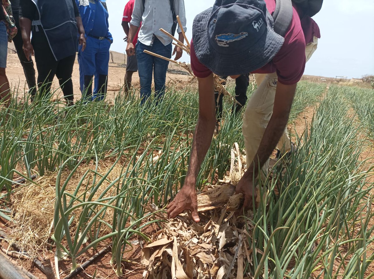 🌱Last week, farmers and technicians from Maio Island took part in training sessions on Agroecology, Agroforestry Systems and Biointensive Agriculture. The sessions were held by <a href="/adpmmertola/">ADPM</a>, as part of the CIRAWA project, with the delegation of the MAA on the island of Maio.