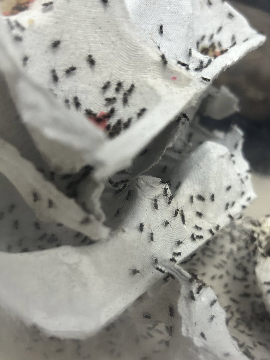 0603kondoo's tweet photo. 元気です✌🏻
久しぶりに紙袋作ってコオロギを詰めました🦗😢
感覚が鈍ってなくて一安心…
いろんな準備をゆっくりしてます🦗 https://t.co/B51G056Fi5